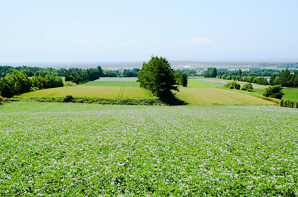 istock Field in Autumn, Eastern Hokkaido 588357646