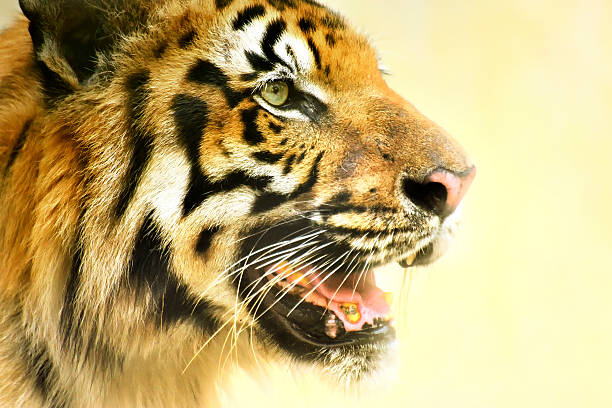 злая лицо королевский бенгальский тигр, пантера tigris, индия - tiger animal endangered species human face стоковые фото и изображения