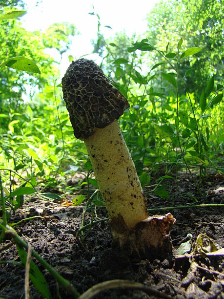 istock mushroom Veselka vulgaris 588358590