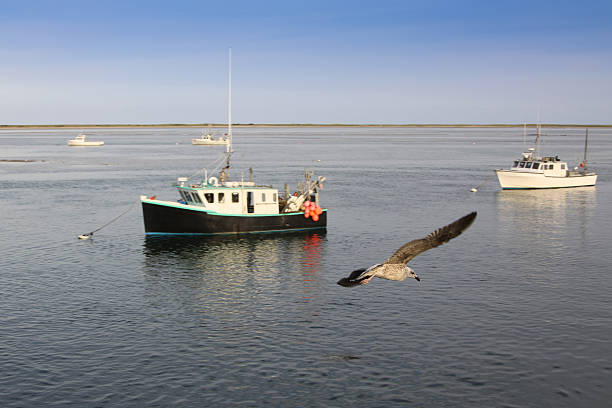 istock Seagull Flying Over Ocean Water in Chatham, Cape Cod, Massachusetts. 588359656