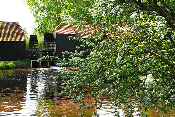 Single-seeded hawthorn in front of a working watermill.