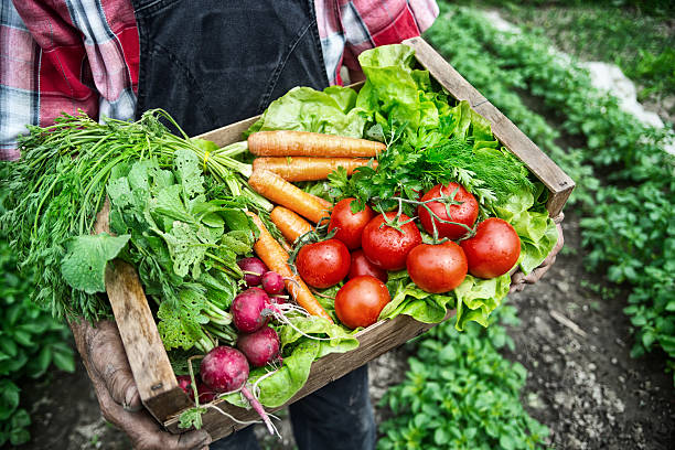 istock Farmer carrying a crate full of fresh vegetables 588360938