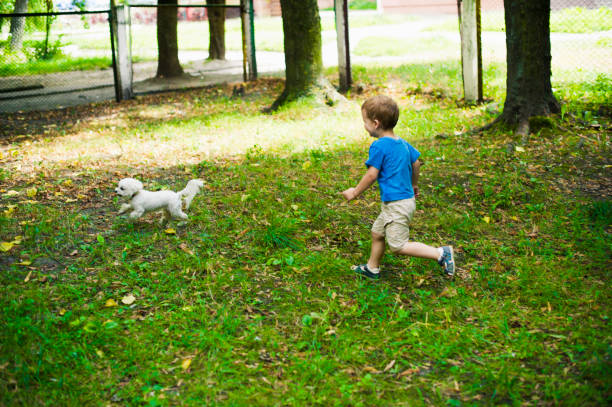 istock Running after The Dog in The Park 588360996