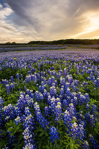 istock Beautiful Bluebonnets field at sunset near Austin, Texas. 588361086