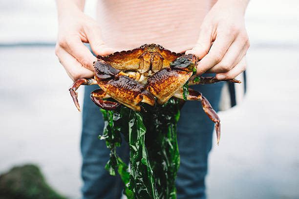 istock Person Holding Large Red Crab 588361732
