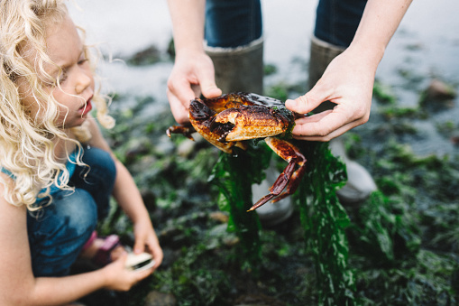 A mother shows her toddler aged girl a freshly caught crab, the girl looking on in awe.  One of many things to discover while exploring a Pacific Northwest beach on the Puget Sound in Washington state.  Horizontal image.