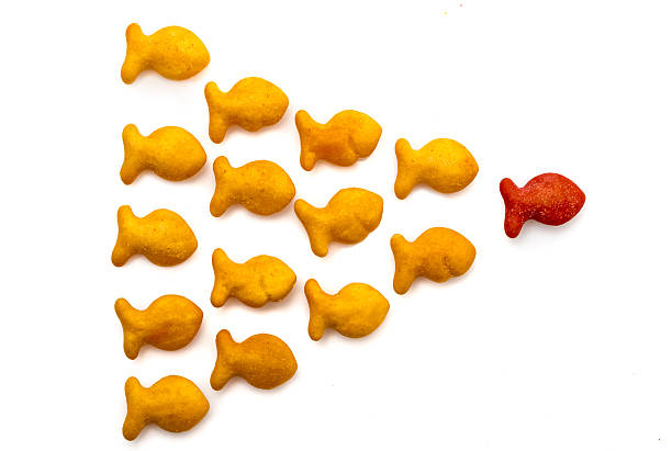 Follow the leader Miami , Florida, USA - December 21, 2015: gold fish crackers from above indicating leadership, a group of brown gold fish crackers follow a red gold fish cracker. Gold fish cracker is manufactured by Pepperidge Farm. goldfish snack stock pictures, royalty-free photos & images