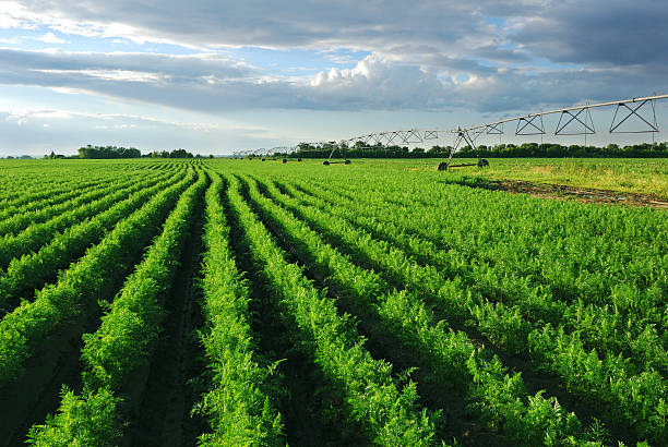 champ de carottes avec système d’irrigation au coucher du soleil - skill agriculture horizontal outdoors photos et images de collection