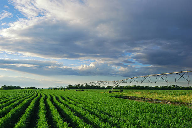istock Carrot field with irrigation system at sunset 588363940