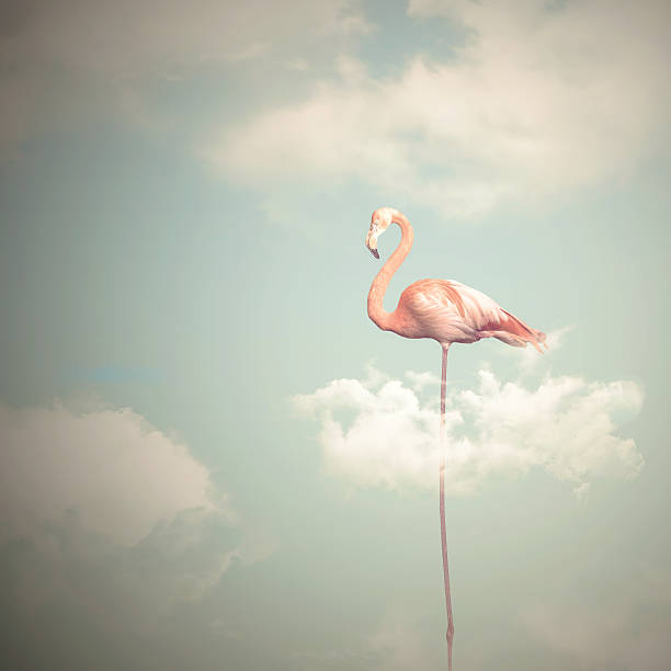 Flamingo with long legs on a cloudy sky background