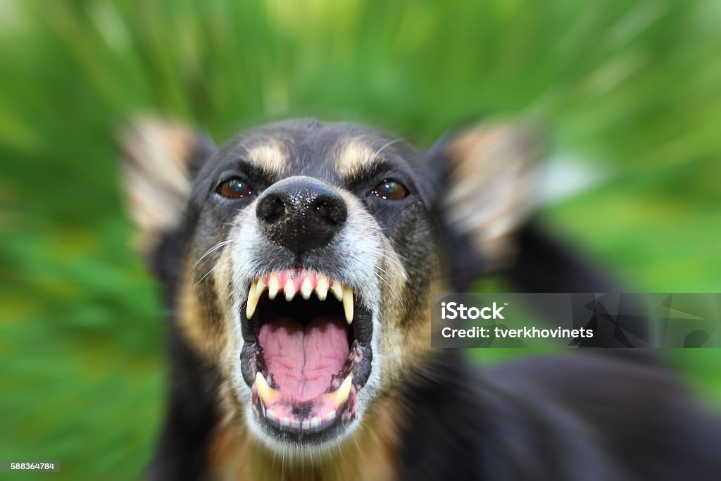 Barking dog Barking enraged shepherd dog outdoors. Blurred effect is made for reason. Dog Stock Photo