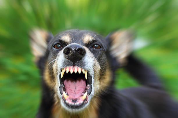 Barking dog Barking enraged shepherd dog outdoors. Blurred effect is made for reason. barking animal photos stock pictures, royalty-free photos & images