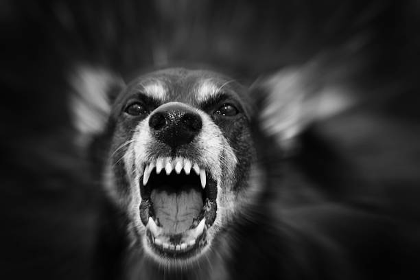 barking dog - dog biting aggression animal teeth zdjęcia i obrazy z banku zdjęć