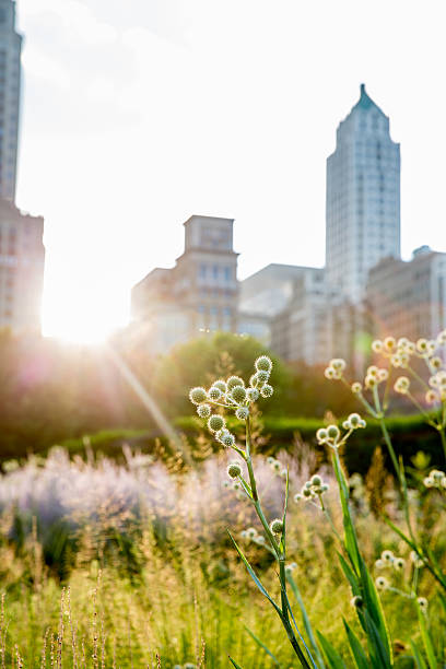 Urban Garden in Chicago