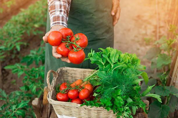istock Matured farm worker holding a bunch of fresh cherry tomatoes 588365986