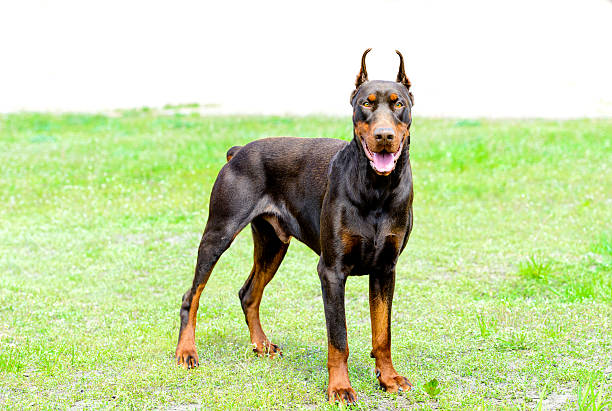 istock Doberman Pinscher brown looks. 588366590