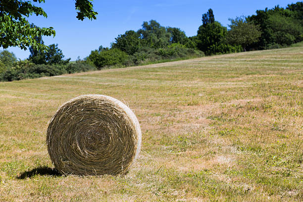 Fardo de heno en la isla alemana de Rügen - foto de stock