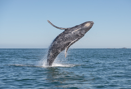 Aerial view looking down at a wild humpback whale swimming in beautiful aquamarine water in the Pacific Ocean off the coast of Hawaii.