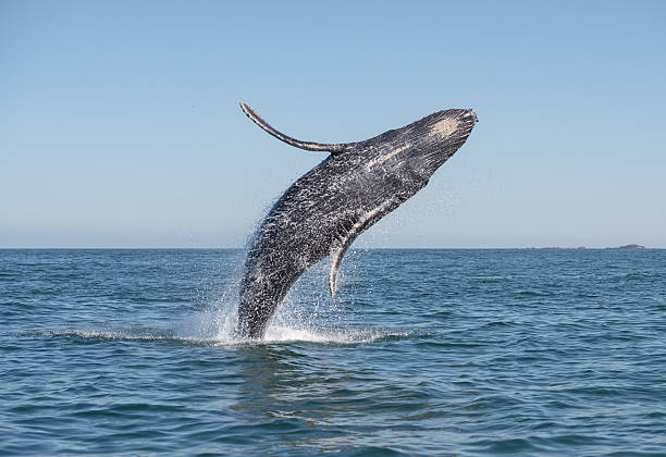 Whale breaching A whale breaches in the pacific ocean animals breaching photos stock pictures, royalty-free photos & images