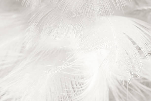 istock Black and white vintage color trends chicken feather texture background 588367704