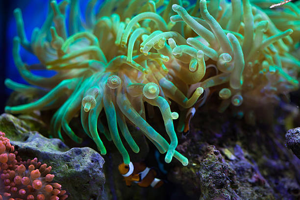 Bubble-tip anemone (Entacmaea quadricolor). Bubble-tip anemone (Entacmaea quadricolor). Sea life. bubble tip anemone entacmaea quadricolor stock pictures, royalty-free photos & images