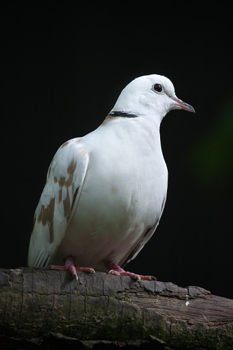 Spotted dove (Spilopelia chinensis chinensis). Wildlife bird.