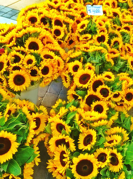 istock Sunflowers for sale 588368072