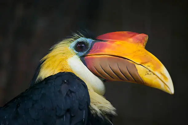 Sunda wrinkled hornbill (Aceros corrugatus). Wildlife bird.