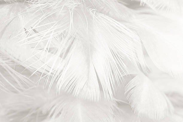 istock Black and white vintage color trends chicken feather texture background 588368284