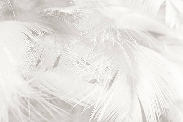 istock Black and white vintage color trends chicken feather texture background 588368902