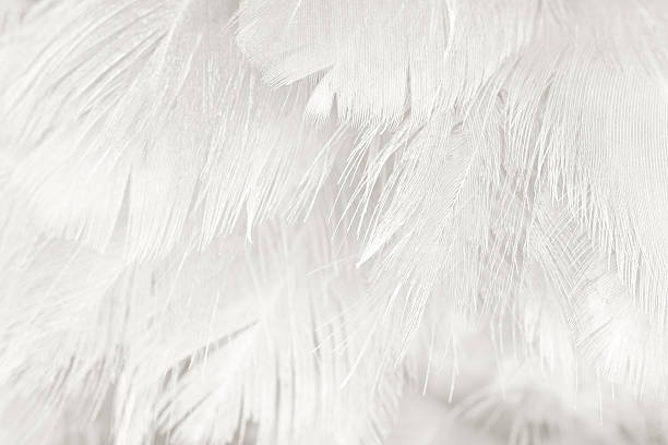 istock Black and white vintage color trends chicken feather texture background 588369192