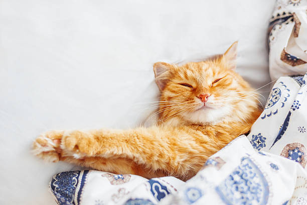 istock Cute ginger cat lying in bed under a blanket. 588369232