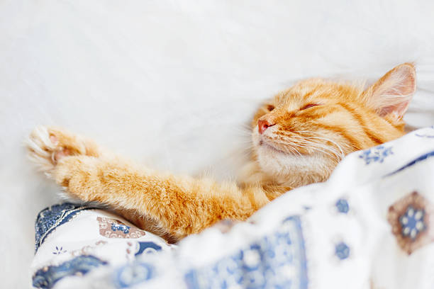 istock Cute ginger cat lying in bed under a blanket. 588369248