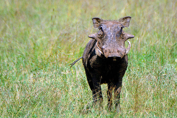 Warthog in Maasai Mara Game Reserve, Kenya.