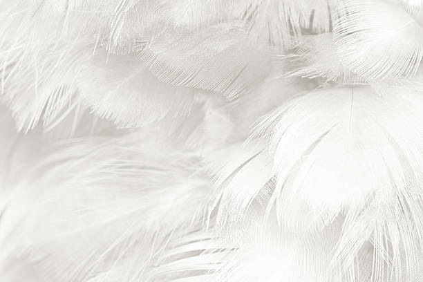 istock Black and white vintage color trends chicken feather texture background 588369562