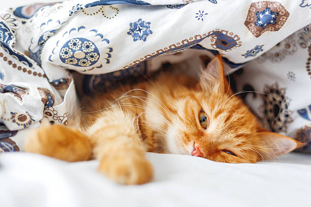 istock Cute ginger cat lying in bed under a blanket. 588369574
