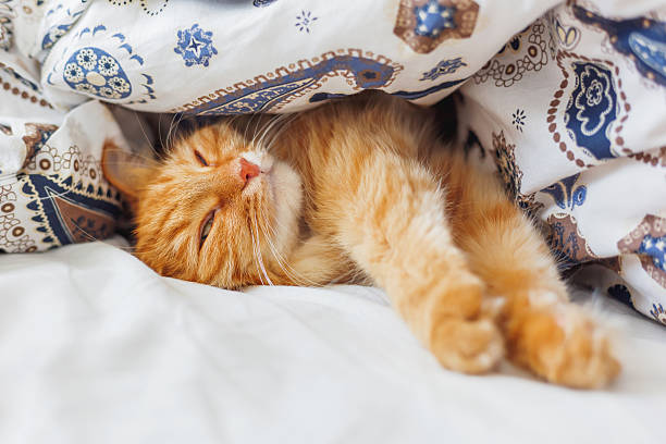 istock Cute ginger cat lying in bed under a blanket. 588369604