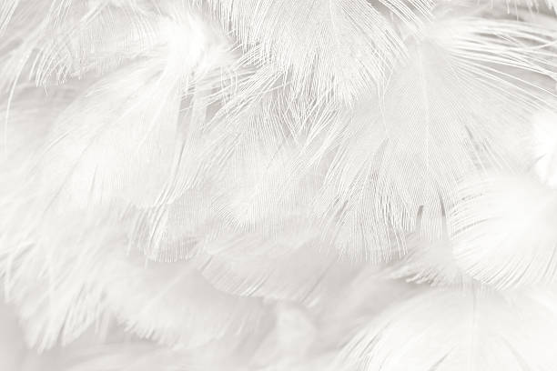 istock Black and white vintage color trends chicken feather texture background 588369724