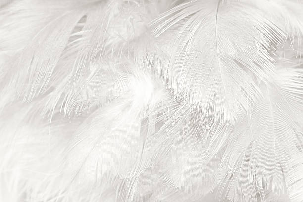istock Black and white vintage color trends chicken feather texture background 588369840
