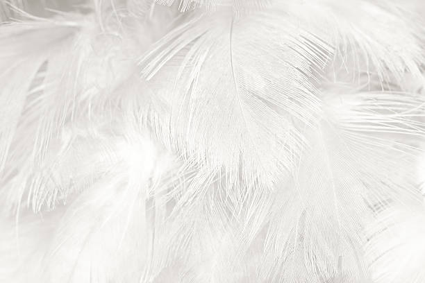 istock Black and white vintage color trends chicken feather texture background 588369998