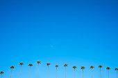 Palm trees and Blue Sky