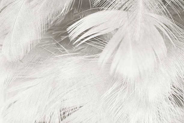 istock Black and white vintage color trends chicken feather texture background 588370264