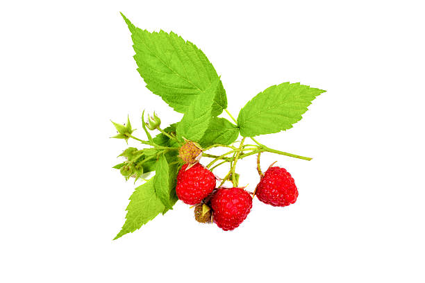 Stem Inside Raspberry 6,000+ Raspberry Stem Stock Photos, Pictures & Royalty-Free Images - iStock