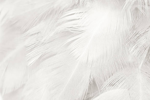 istock Black and white vintage color trends chicken feather texture background 588370468
