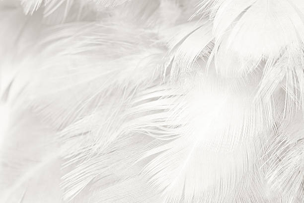 istock Black and white vintage color trends chicken feather texture background 588370560