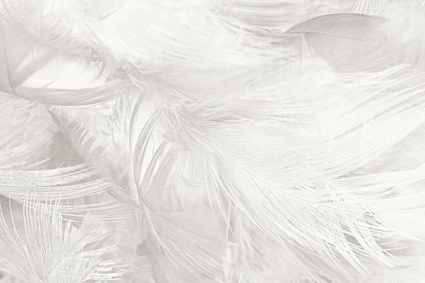 istock Black and white vintage color trends chicken feather texture background 588370804