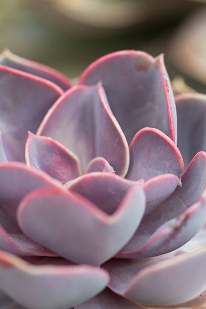 istock Small Flowering Succulent - Echeveria peacockii 588371522