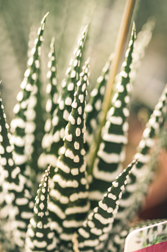 Small Succulent plant. Haworthia attenuata (zebra plant)