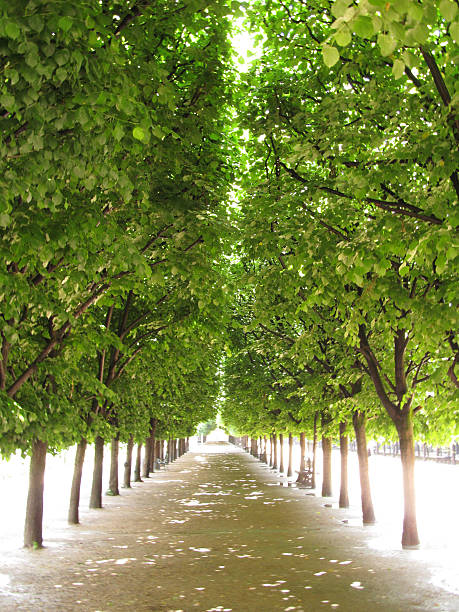 paris palais royal garden trees - palais royal stock-fotos und bilder