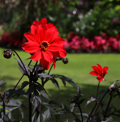 Dahlia patch in September